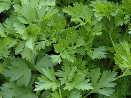 Petržlen záhradný
