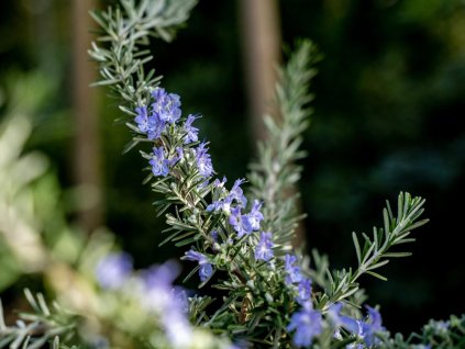 Rozmarín lekársky 'Repens' - Rosmarinus officinalis 'Repens'