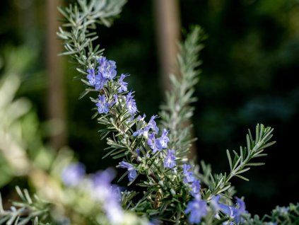 repens 2