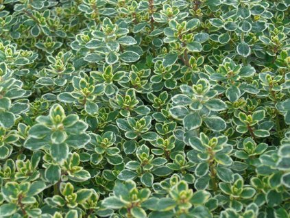 Materina dúška citrónová - Thymus citrodorius