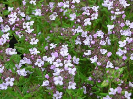 Tymian obyčajný 'Compactus'