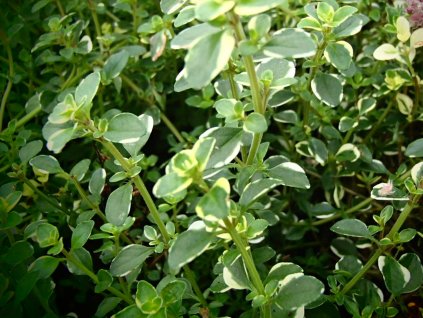 Materina dúška vajcovitá 'Foxley' - Thymus pulegioides 'Foxley'