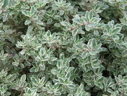 Tymian 'Silver Queen'