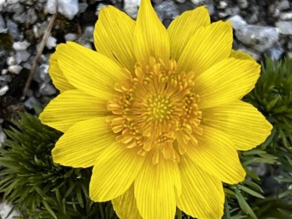 Hlaváčik jarný - Adonis vernalis