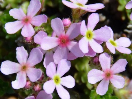 Pochybek netraskovitý 'Susan Joan' - Androsace sempervivoides 'Susan Joan'