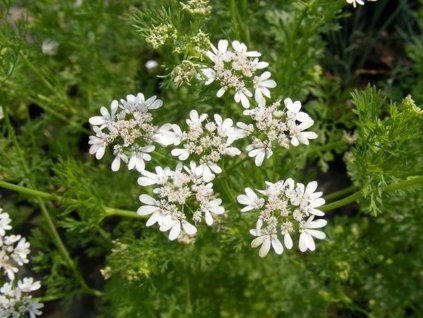 Koriander siaty  Coriandrum sativum