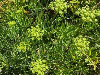 Motar prímorský - Crithmum maritinum