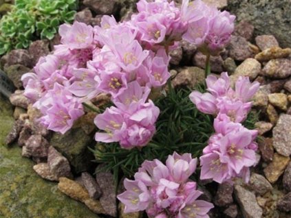 Trávnička trsnatá 'Babí Lom' - Armeria juniperifolia 'Babí Lom'