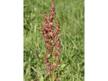 Šťavel kyslý 'Red'