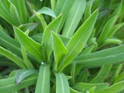 Silenka nadmutá - Silene inflata