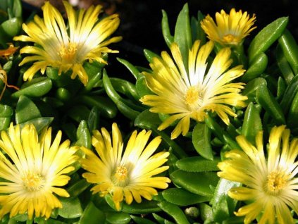 Poludňovka basuticum - Delosperma basuticum