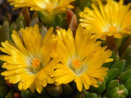 Poludňovka 'Gold Nugget' - Delosperma basuticum 'Gold Nugget'