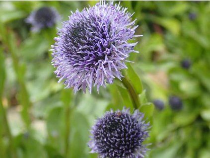 globularia 1