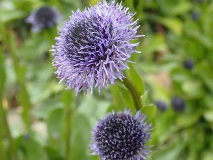 Guľenka všeobecná - Globularia vulgaris