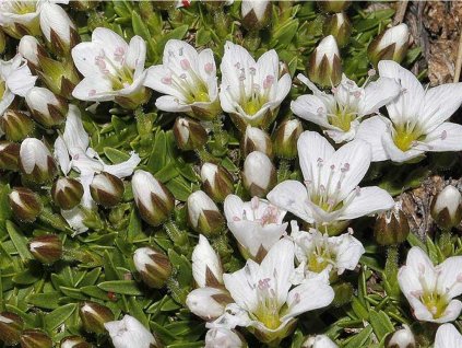 Kurička stellata - Minuartia stellata
