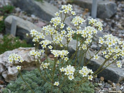 Lomikameň Baldensis - Saxifraga Baldensis