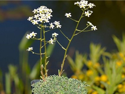 Lomikameň korovitý 'Carniolica' - Saxifraga crustata 'Carniolica'