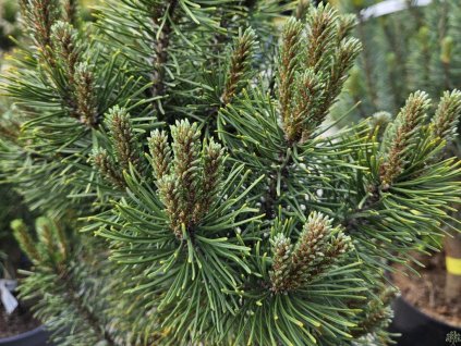 Borovica pyrenejská 'Hora Sv. Šebestiána'