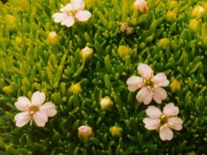 Silenka bezlodyžná 'Frances' - Silene acaulis 'Frances'