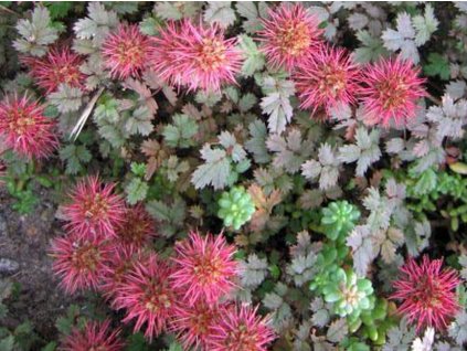 Acéna drobnolistá 'Bronze' - Acaena microphylla 'Bronze'