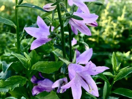Zvonovec ľaliovitý 'Gaudi Violet' - Adenophora latifolia 'Gaudi Violet'