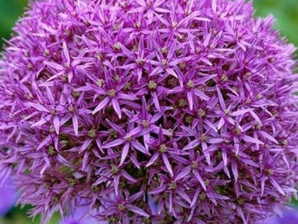 Cesnak 'Globemaster' - Allium 'Globemaster'