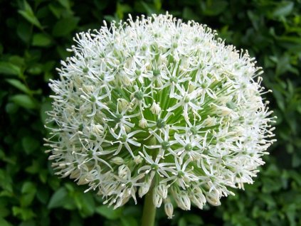 Cesnak 'White Giant' - Allium 'White Giant'