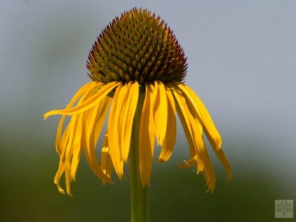 Echinacea zvláštna - Echinacea paradoxa var. paradoxa
