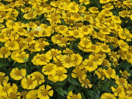 Helénium x hybridum Mariachi 'Sombrero' - Helenium x hybr. Mariachi 'Sombrero'