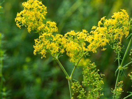 Lipkavec syridlový - Galium verum