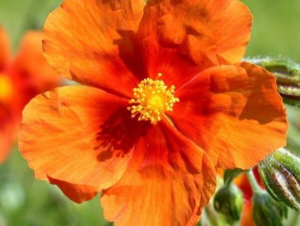 Devätorník x hybr. 'Bronzeteppich'  - Helianthemum x hybr. 'Bronzeteppich'