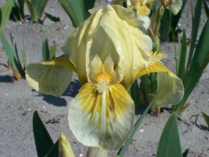 Kosatec nízky 'Forest Light' - Iris barbata nana 'Forest Light'