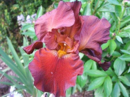 Kosatec nemecký 'Sultan's Palace' - Iris germanica 'Sultan's Palace'