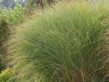 Ozdobnica čínska 'Gracilimus Nana' - Miscanthus sinensis 'Gracilimus Nana'