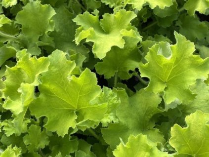 Heuchera 'Rex Lime'- Heuchera 'Rex Lime'