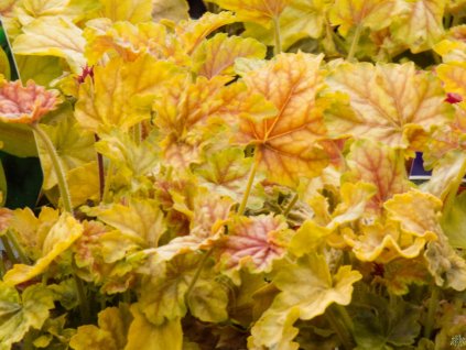 Heuchera Tokyo