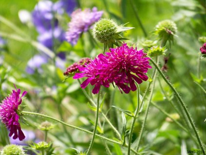Chrastavec macedónsky 'Melton Pastels' - Knautia macedonica 'Melton Pastels'