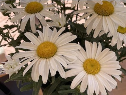 Kopretina bílá  'White Lion' - Leucanthemum vulgare 'White Lion'