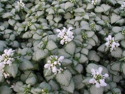 Hluchavka škvrnitá 'White Nancy' - Lamium maculatum 'White Nancy'