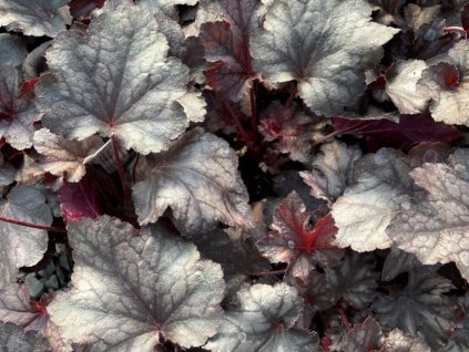 Heuchera villosa 'Carnival Plum Crazy' - Heuchera villosa 'Carnival Plum Crazy'