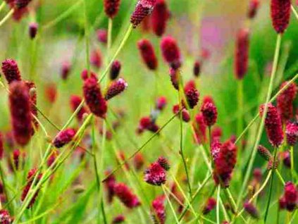 Krvavec lekársky 'Red Sunset' - Sanguisorba officinalis 'Red Sunset'