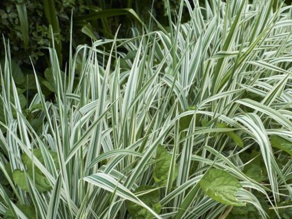 Hrkálka rákosovitá 'Dwarf Garters' - Phalaris arundinacea 'Dwarf Garters'