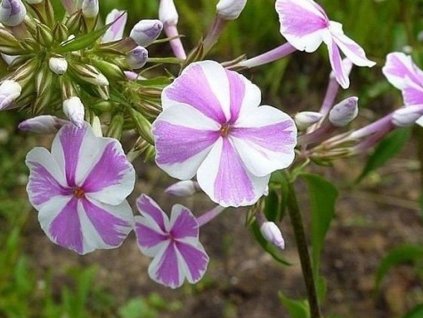 Flox maculata 'Natascha' - Phlox maculata  'Natascha'