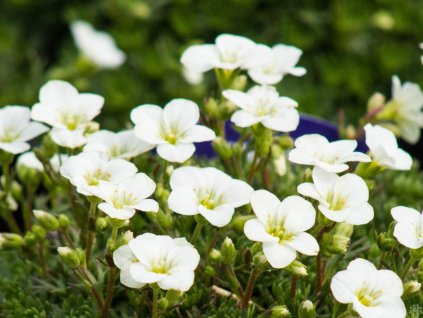 Lomikameň Arendsov 'White Star' - Saxifraga x arendsii 'White Star'