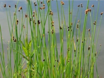 Škrípinec jazerný - Scirpus lacustris