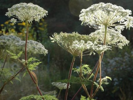 Olešník - Selinum wallichianum