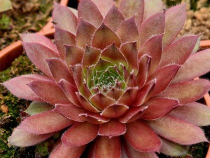Skalnica x hybr. 'Draco' - Sempervivum x hybr. 'Draco'
