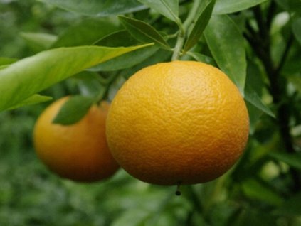 Mandarínka 'Oroval'