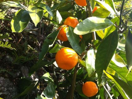 Mandarínka 'Hashimoto'