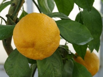 Mandarínka 'Kawano'